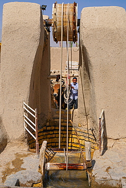 Man and bull draw water from their well, Varzaneh, Iran, Middle East