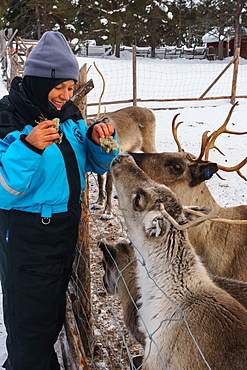 Senior woman traveler feeding reindeer, Reindeer Farm, Torassieppi, Lapland, Northern Finland, Europe