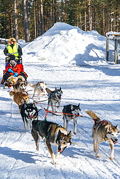 Six husky dog team with sled, driver and two passengers, Husky Farm, Torassieppi, Lapland, Northern Finland, Europe