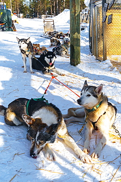 Six husky dog team rests in snow in front of their sled, Husky Farm, Torassieppi, Lapland, Northern Finland, Europe