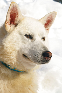 Close-up head shot of husky dog, Hercules, Husky Farm, Torassieppi, Lapland, Northern Finland, Europe