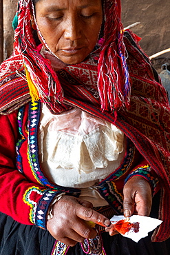 Local female weaver mixing cochineal dye from insects, the definitive red used, Chumbe Community, Lamay, Sacred Valley, Peru, South America