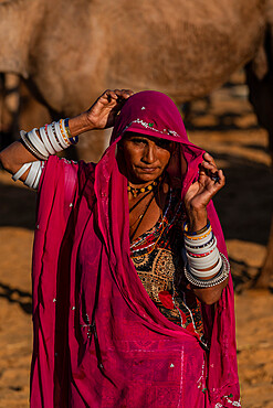 Rajasthani woman, wife of a camel trader, in traditional clothing, lifting her veil, camels behind, Pushkar Camel Fair, Pushkar, Rajasthan, India, Asia