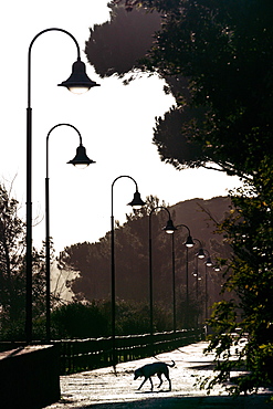 Moody silhouette of lone dog foraging on path by the sea lined with traditional lamp-posts, Punta Ala, Tuscany, Italy, Europe