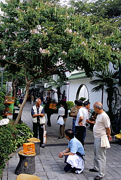 Yuen Po Street Bird Garden, Mong Kok, Kowloon, Hong Kong, China, Asia