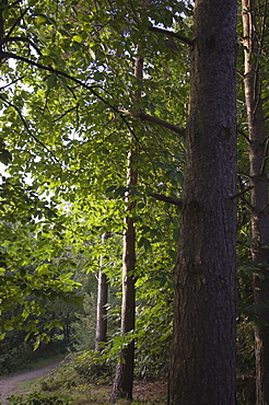 Scots Pine trees, Pinus sylvestris