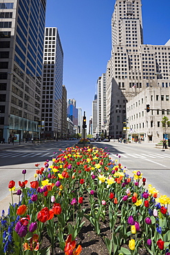 Tulips on North Michigan Avenue, The Magnificent Mile, Chicago, Illinois, United States of America, North America