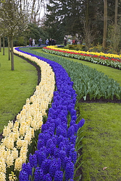 Colourful border of hyacinths, Keukenhof, park and gardens near Amsterdam, Netherlands, Europe