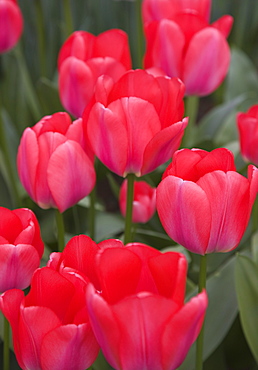 Red tulips, Keukenhof, park and gardens near Amsterdam, Netherlands, Europe