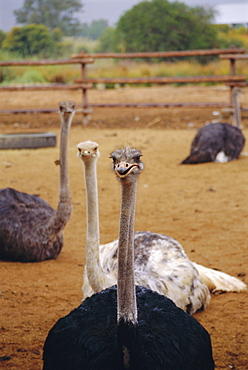 Ostrich farm in Oudtshoorn, Little Karoo, South Affrica 