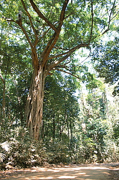 Cape Tribulation National Park, Queensland, Australia, Pacific