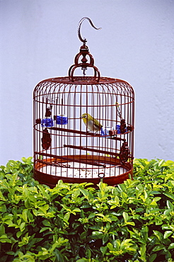 Bird in a cage, Yuen Po Bird Garden, Mong Kok, Kowloon, Hong Kong, China, Asia