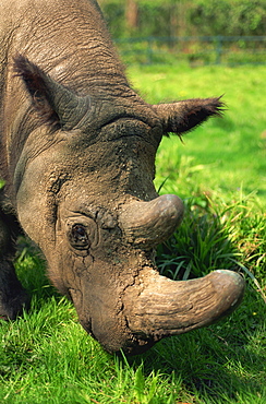 Male Tormanga, hairy rhino (Sumatran rhino), near extinct as only 500 left, in captive breeding programme, Port Lympne Zoo, Kent, England, United Kingdom, Europe