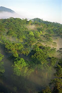 High angle view of rainforest