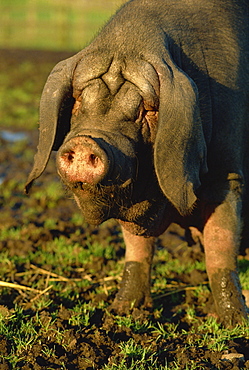 Rare Chinese Meisham pig, Aberdeen, Scotland, United Kingdom, Europe