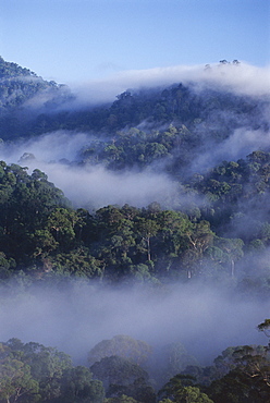 Dawn mists in virgin dipterocarp rainforest, tallest in the world, Danum Valley, Sabah, island of Borneo, Malaysia, Southeast Asia, Asia