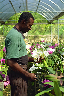 Supervisor tending orchids for export, Golden Orchid Nursery, Laboule, Haiti, West Indies, Central America