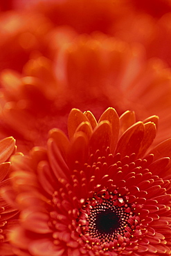 Detail of a red gerbera, stacked