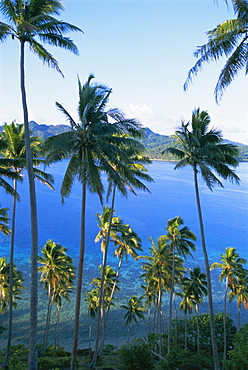 Palm trees at Matangi island, Qamea island in background, Fiji, South Pacific islands, Pacific