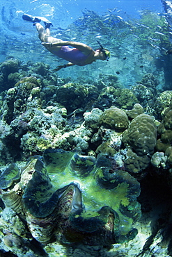 Snorkeller hangs above the reef in Marovo Lagoon, with giant clam in foreground, Solomon Islands, Pacific Islands, Pacific