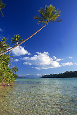 Palm tree over sandy channel at Marovo Lagoon, Solomon Islands, Pacific Islands, Pacific