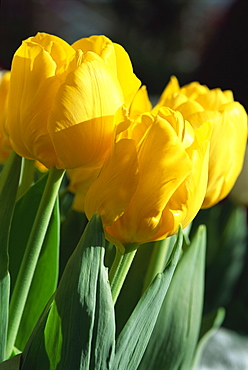 Close-up of yellow tulips at Lisse, Netherlands, Europe