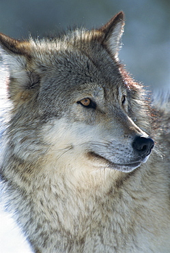 Wolf (Canis lupis), Grizzly Discovery Centre, Montana, United States of America, North America