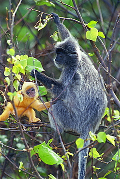 Female Silvered Langur and infant, Bako National Park, Sarawak, Borneo, Malaysia, Southeast Asia, Asia