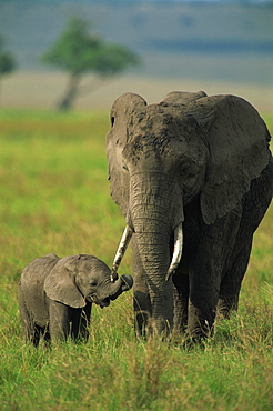 Female and calf, African elephant, Masai Mara National Reserve, Kenya, East Africa, Africa