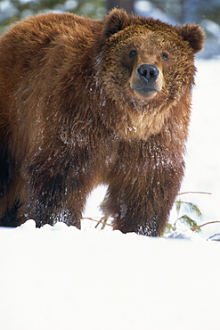 Brown bear (grizzly) (Ursus horribillis) in snow, North America