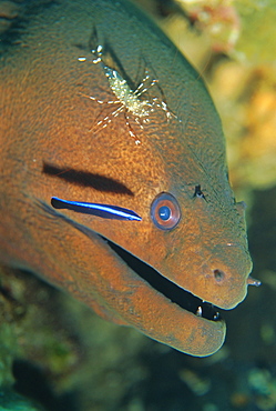 Close-up of the head of a Moray Eel being cleaned by cleaner shrimp, Urogcardidella anton bruunii, and cleaner wrasse, Similan Island, Thailand