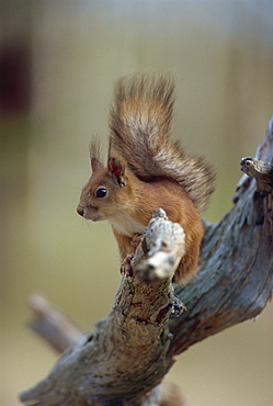 Red squirrel (Sciurus vulgaris), Finland, Scandinavia, Europe