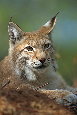 European lynx, Ranua Wildlife Park, Finland, Scandinavia, Europe