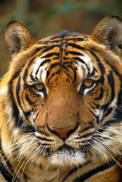Portrait of an Indo Chinese Tiger (Panthera tigris corbetti), Tiger sanctuary, Khao Pardap Chan, Thailand