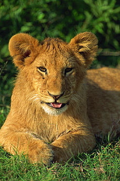 Lion cub (Panthera leo), Masai Mara National Reserve, Kenya, East Africa, Africa