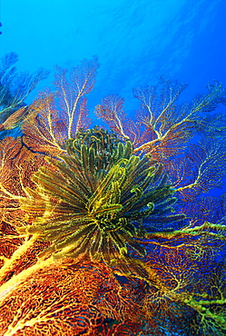 Featherstars perch on the edge of Gorgonian Sea Fans to feed in the current, Fiji, Pacific Ocean