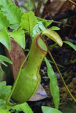 Nepenthes reinwardtiana, rare carnivorous plant in dipterocarp rainforest, Danum Valley, Sabah, Malaysia, Borneo, Southeast Asia, Asia