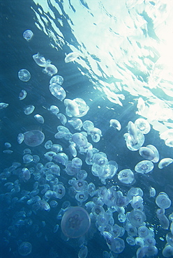 Massed jellyfish on surface of the Red Sea, southern Egypt, North Africa, Africa