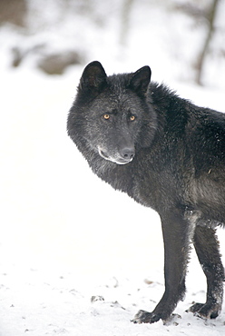 Black melanistic variant of North American timber wolf (Canis Lupus) in snow, Austria, Europe