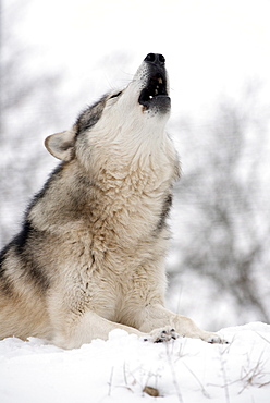 North American timber wolf (Canis Lupus) howling in the snow in deciduous forest, Wolf Science Centre, Ernstbrunn, Austria, Europe