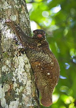 Flying lemur (gliding lemur) (Galeopterus variegates) in Bako National Park near Kuching, Sarawak, Malaysia, Southeast Asia, Asia