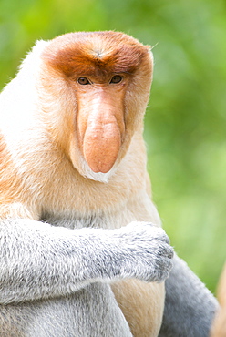 Dominant male proboscis monkey (Nasalis larvatus) has a pendulous nose that covers the mouth and is attractive to females, Labuk Bay Proboscis Monkey Sanctuary, Sabah, Borneo, Malaysia, Southeast Asia, Asia