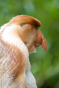 Dominant male proboscis monkey (Nasalis larvatus) has a pendulous nose that covers the mouth and is attractive to females, Labuk Bay Proboscis Monkey Sanctuary, Sabah, Borneo, Malaysia, Southeast Asia, Asia