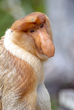 Dominant male proboscis monkey (Nasalis larvatus) has a pendulous nose that covers the mouth and is attractive to females, Labuk Bay Proboscis Monkey Sanctuary, Sabah, Borneo, Malaysia, Southeast Asia, Asia
