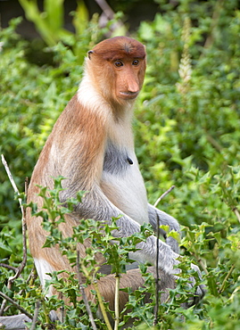 Female proboscis monkey (Nasalis larvatus), Labuk Bay Proboscis Monkey Sanctuary, Sabah, Borneo, Malaysia, Southeast Asia, Asia