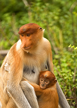 Female proboscis monkey (Nasalis larvatus) in tree with one year old baby, Labuk Bay Proboscis Monkey Sanctuary, Sabah, Borneo, Malaysia, Southeast Asia, Asia