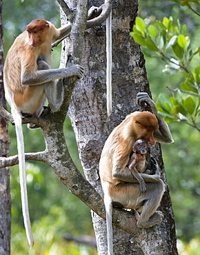 Adult female proboscis monkey (Nasalis larvatus) with new born baby with a distinctive blue tinged face, Labuk Bay Proboscis Monkey Sanctuary, Sabah, Borneo, Malaysia, Southeast Asia, Asia