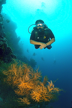 Diver swimming underwater along the wall at Sipadan Island, Celebes Sea, Sabah, Malaysia, Southeast Asia, Asia