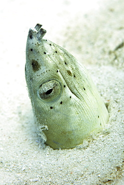 Burrowing snake eel (Pisodonophis cancrivoris) in the sand, Celebes Sea, Sabah, Malaysia, Southeast Asia, Asia