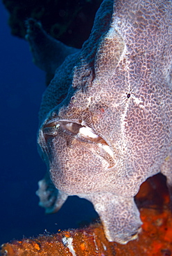 Giant Frogfish (Antennarius commersonii) can grow to 30 cm and is commonly encountered by divers, Celebes Sea, Sabah, Malaysia, Southeast Asia, Asia